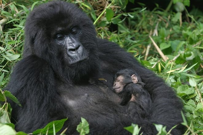 3 Days Rwanda Gorilla Trekking photo 5