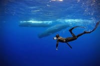 Snorkeling with Whales in Mirissa 2