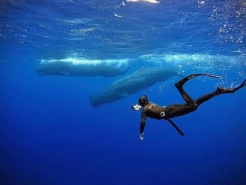 Snorkeling Adventure with Whales in Mirissa, Sri Lanka