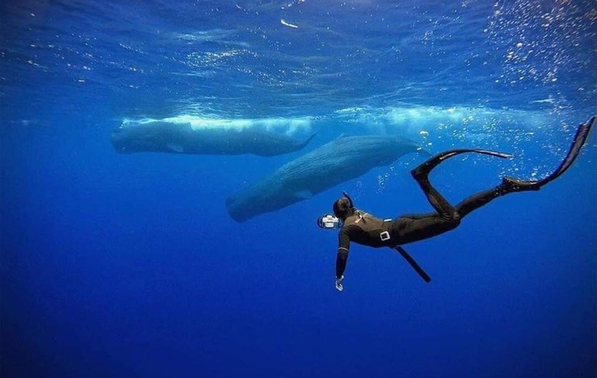 Snorkeling with Whales in Mirissa