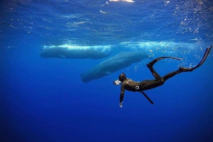 Snorkeling with Whales in Mirissa 2