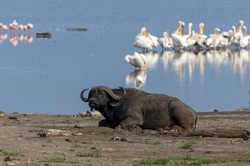 4 Days wildebeest lake nakuru masai mara safari