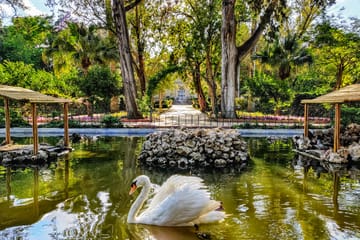 Mdina, Dingli Cliffs & San Anton Botanical Gardens (Half Day)