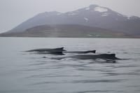 Express Whale Watching 10