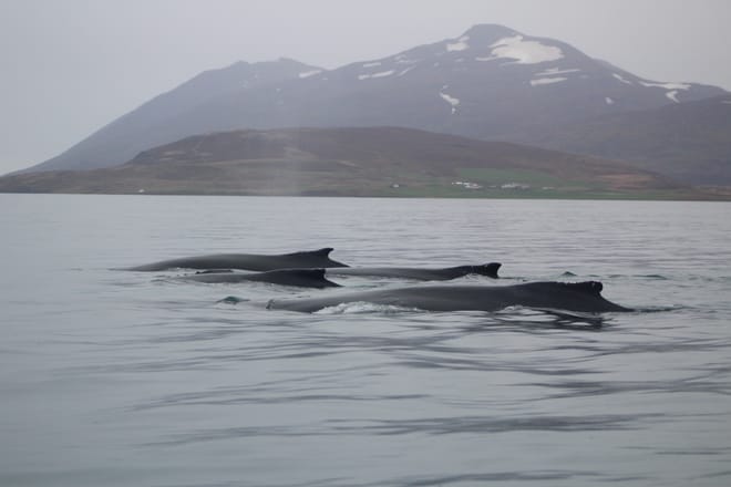 Express Whales, Eyjafjord & Akureyrivb  10