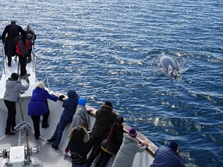 People on board a yacht looking over at whales in the sea