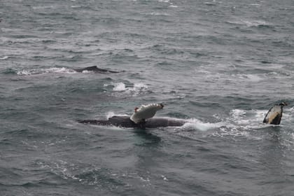 Whale Wonders: Morning Expedition