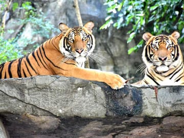 Skip the line: Pattaya :Khao Kheow Open Zoo Tickets