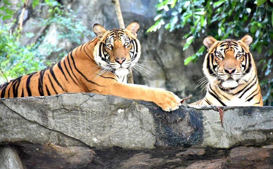 Skip the line: Pattaya :Khao Kheow Open Zoo Tickets