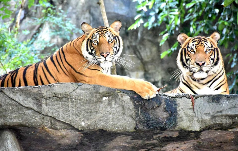 Skip the line: Pattaya :Khao Kheow Open Zoo Tickets