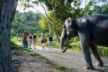 Guide Tour to Patong Hilltribe Ethical Elephant Village