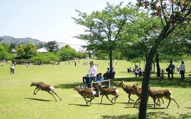 Private Full-Day Nara Custom Tour from Kyoto by Chartered Vehicle