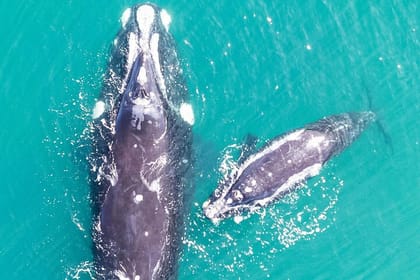 Hermanus Whale Watching and Wine Tasting