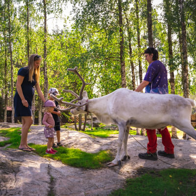 La Magia Estiva di Babbo Natale a Rovaniemi – Un Incontro Divertente e Indimenticabile con le Renne in Estate e Autunno