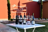 Exclusive Private Bolgheri Experience from Florence: The Land of the Super Tuscan 2