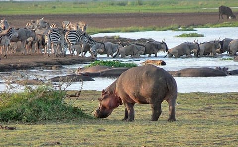 3-Day Camping Safari and Hiking in Arusha, Tanzania