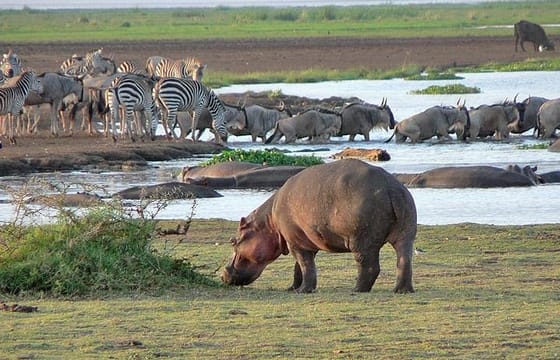 3-Day Best Camping Safari in Tanzania Parks
