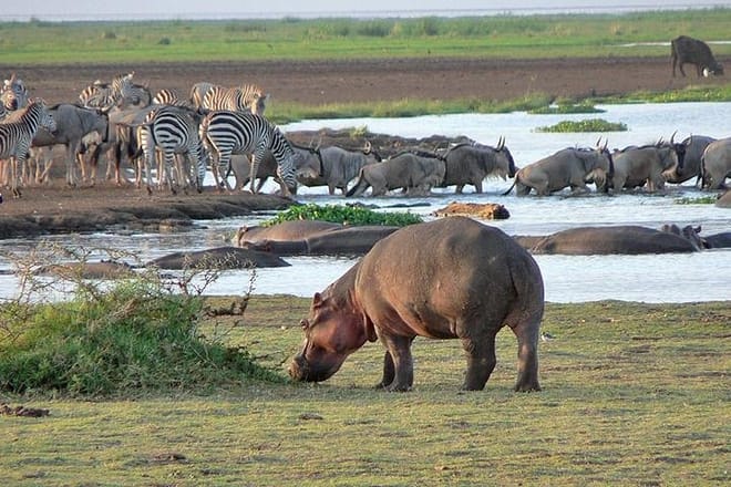 Lake manyara safari