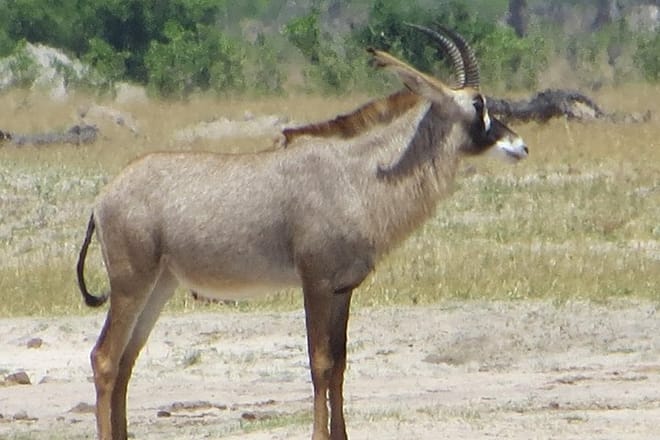 Wildlife