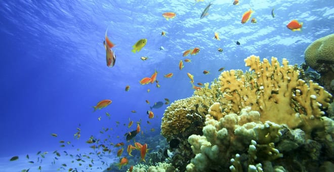 Bali: Padangbai Blue Lagoon Snorkeling Day Trip photo 5