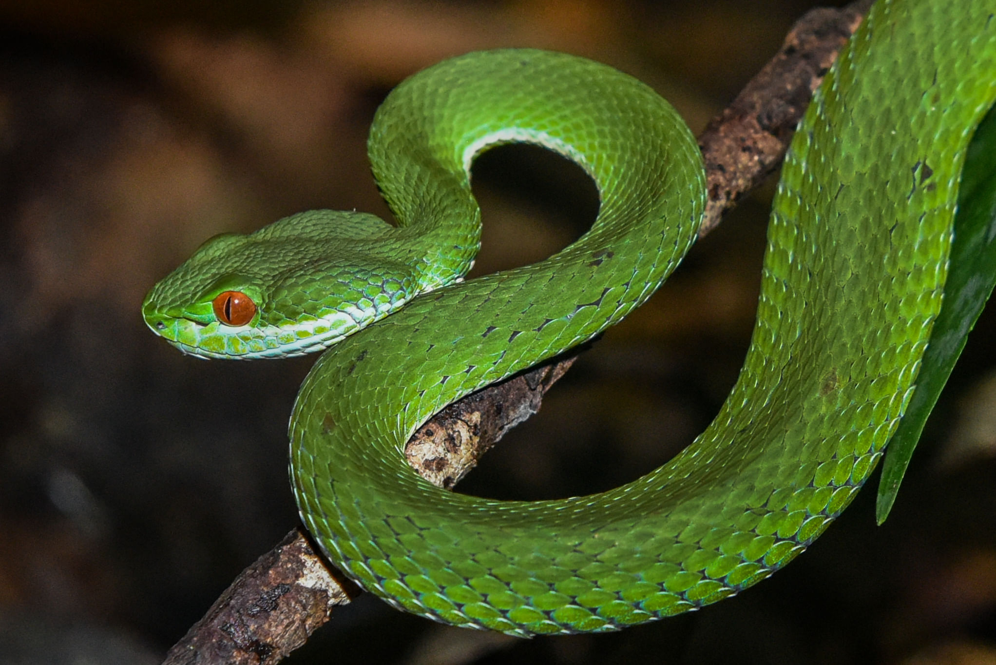 Ruby-eyed green pit viper