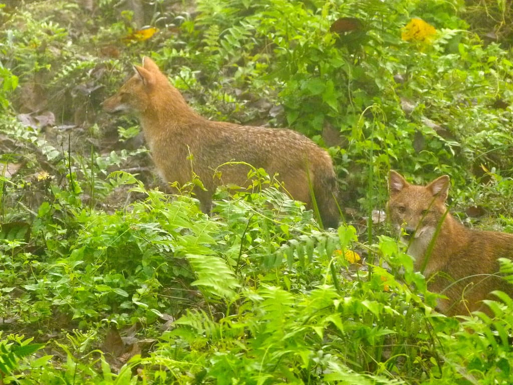 19 Days Mera Peak Climbing & Expedition – One Life-Changing Himalayan Adventure