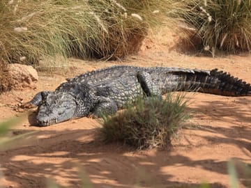 Crocodile Safari at Crocoparc in Agadir, Morocco