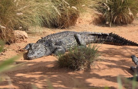 Crocodile Safari at Crocoparc in Agadir, Morocco