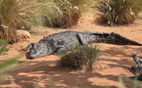 Crocodile Safari at Crocoparc in Agadir, Morocco