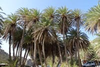 Full Day Private Tour to Vai Palm Beach  5