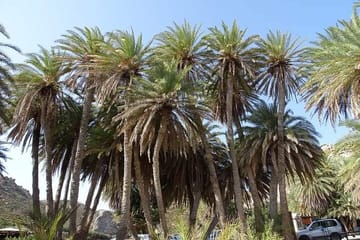 Full Day Private Tour to Vai Palm Beach