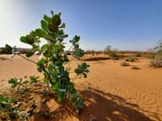 Agadir mini Sahara & National Park - guided day trip from Taghazoute 6