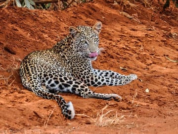2-Day Wildlife Safari from Mombasa to Tsavo National Parks