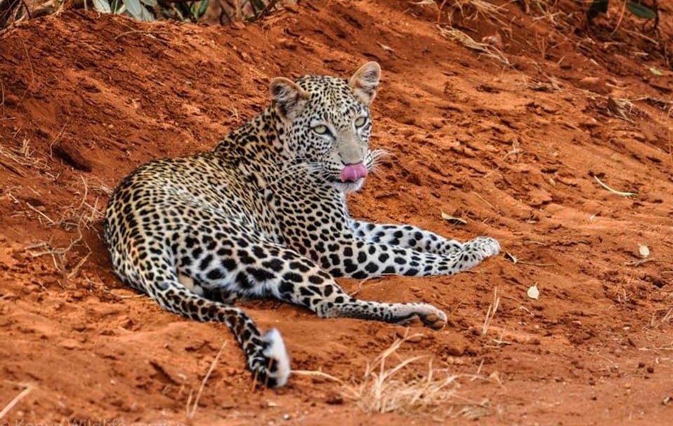 2-Day Wildlife Safari from Mombasa to Tsavo National Parks