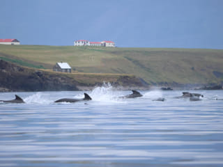Akureyri Classic Whale Watching, photo 13