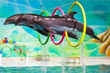 Dubai Dolphinarium Interactive Show at Creek Park