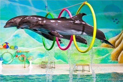 Dubai : The Dubai Dolphinarium Experience Splash into Fun!