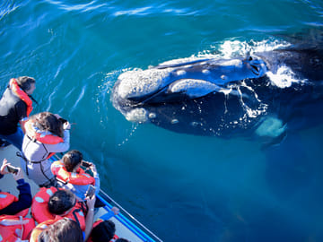 Whale Watching Expedition in Tumbes, Peru