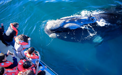 Whale Watching Expedition in Tumbes, Peru