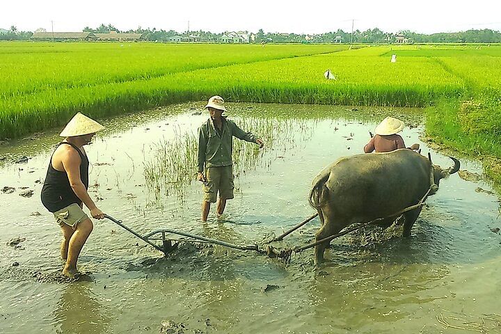 Farming Life and Wet Rice Experience in Hoi An’s Scenic Countryside