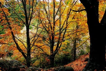 Full Day Tour to La Cumbrecita from Cordoba