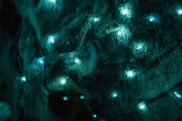 Day Tour to Waitomo Glowworm Caves and Hamilton Gardens