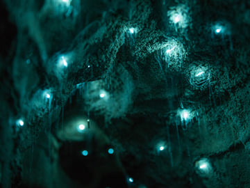 Waitomo Glowworm Caves Day Tour from Auckland with Lunch