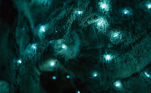 Waitomo Glowworm Caves Day Tour from Auckland with Lunch