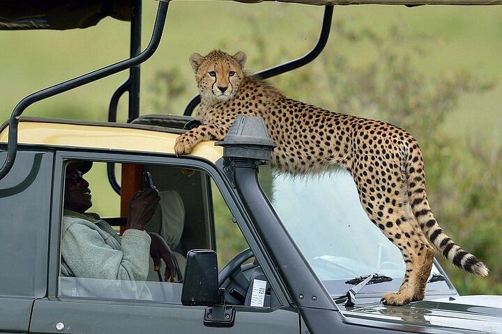 Masai Mara & Lake Nakuru 4X4 Jeep Safari: Big Five & Birdwatching Adventure