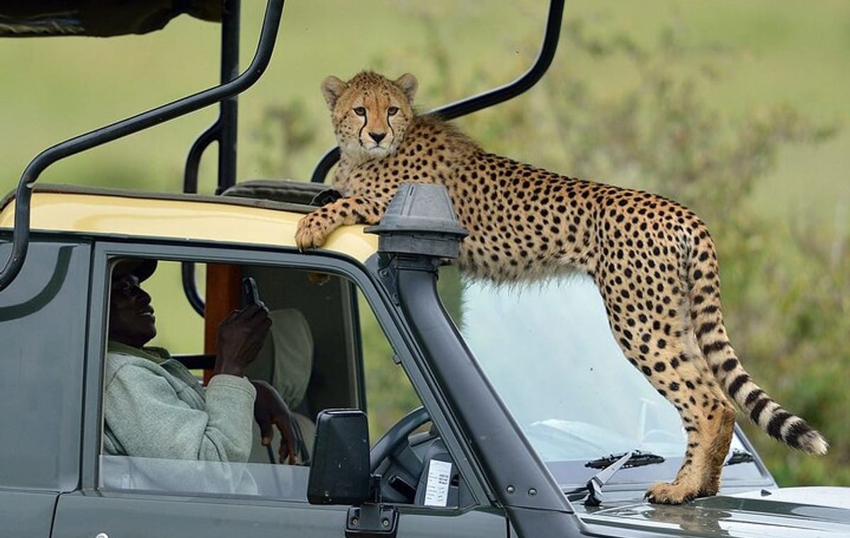 4Days Masai Mara and Lake Nakuru 4X4 Jeep Camping Safari