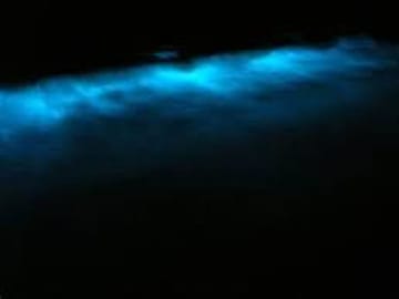 Belize bioluminescent night tour