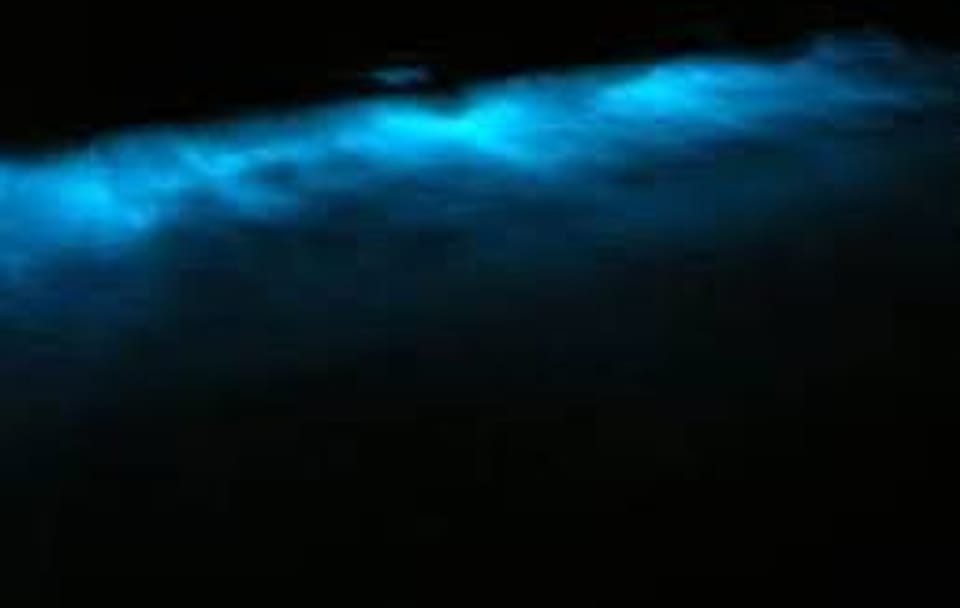 Bioluminescent Night Adventure in Hopkins, Belize