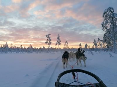 Wilderness husky adventure
