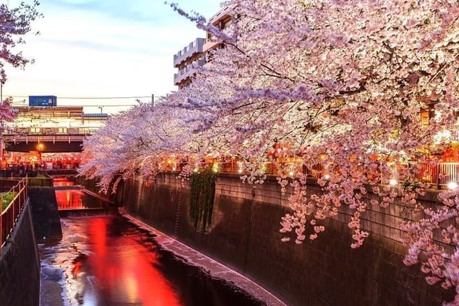 Tokyo Hanami Cherry blossom Food Tour - Nakameguro river